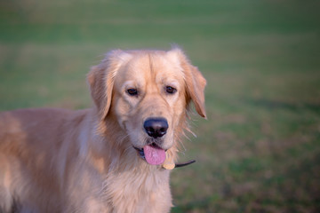 Portrait of a golden retriever.Head shot of Golden Retriever looking confused, smart, funny,interested.Close up.
