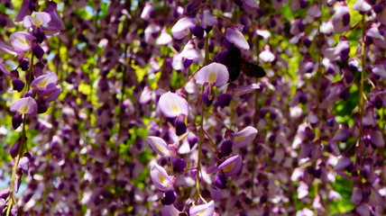 Fototapeta premium 藤の花