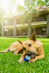 mongrel redhead dog plays on a green lawn in summer on a Sunny clear day, nibbles on a plastic bottle, vertical photo
