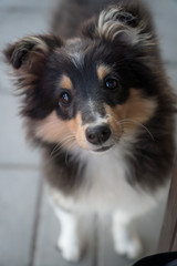 Portrait of puppy sheltie