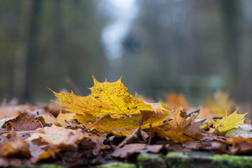 Gelbes Blatt