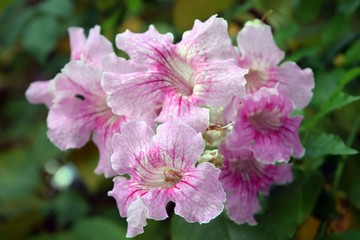 Purple flower on natural background