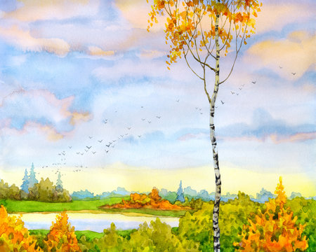 Autumn birch scene