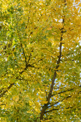 Ginkgos gelbe Blätter