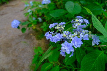 谷厳寺の紫陽花