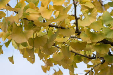 Ginkgos gelbe Blätter
