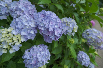 Fototapeta premium 谷厳寺の紫陽花