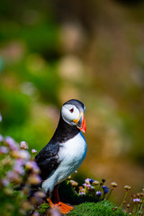 Puffin on Saltee Island, Ireland. With Blurred Background and Copy Space