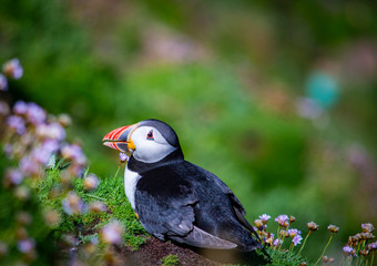 Puffin on Saltee Island, Ireland. With Blurred Background and Copy Space