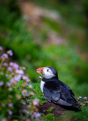 Puffin on Saltee Island, Ireland. With Blurred Background and Copy Space