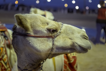 Desert  safari camel ride festival in Abqaiq Dammam Saudi Arabia
