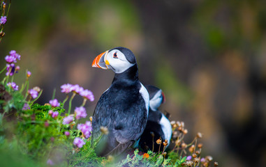 Puffin on Saltee Island, Ireland. With Blurred Background and Copy Space