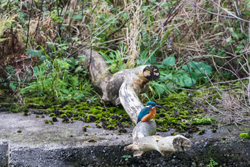 Kingfisher waits on a fallen branch