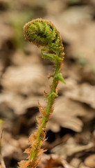 fern bud spiral in the forest