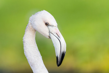 Obraz premium Portrait of a Chilean flamingo
