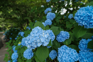 谷厳寺の紫陽花