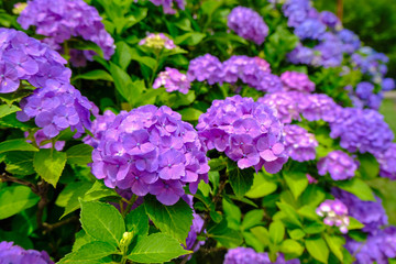 谷厳寺の紫陽花