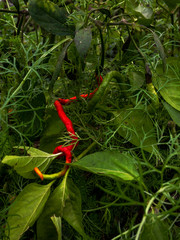 Piment de souche originale