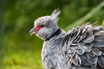 Crested screamer with its beak open