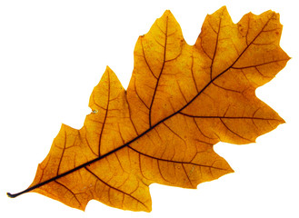Grossa foglia secca dorata retroilluminata con sfondo bianco