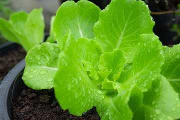 Green oak salad, grown with organic soil through careful care.