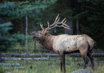 Largest Elk with horns bugling herd in forest