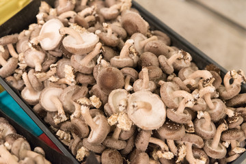 Cultivating mushrooms from raw wood