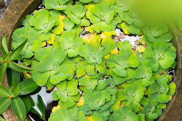 Many Water Lettuce in a Water Basin