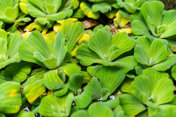 Many Water Lettuce in a Water Basin