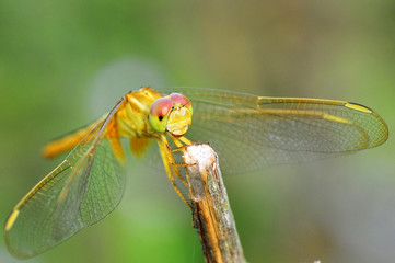 dragonfly out door