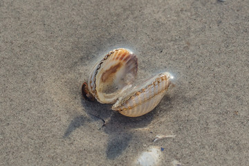 muschel am meer