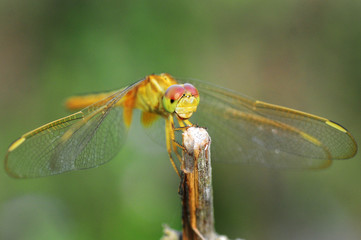 dragonfly out door