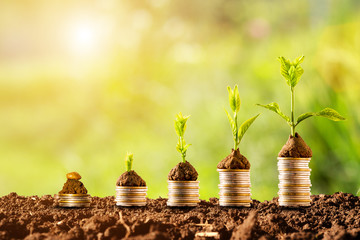 Plant glowing on coins stacking with greenery background and sunlight.Financial and investment...