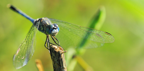 dragonfly out door
