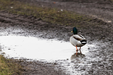 Mallard duck walking through a puddle