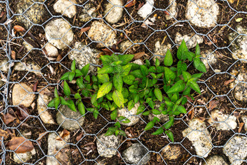 Small plants grow between the rock envelope with a wire tied up as a dam.