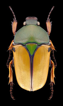Beetle Eudicella euthalia bertherandi on a black background