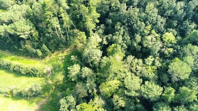 Into the forest in Canyamars, Catalonia, Sapin