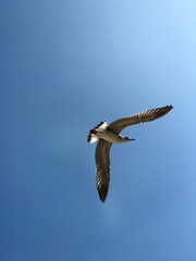 seagull in flight