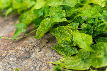 Small plants grow between the rock envelope.