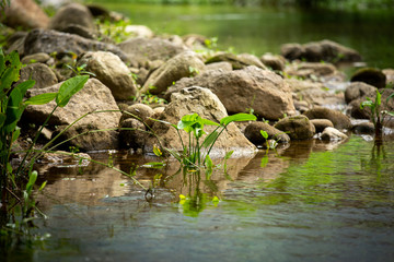 Nature, river in the middle of the forest in Thailand