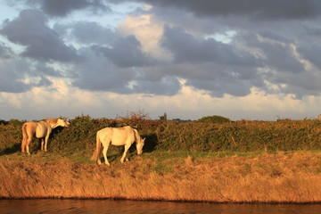 Batz sur Mer - marais salants - Loire-Atantique