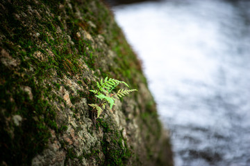 Small plants grow between the rock envelope.