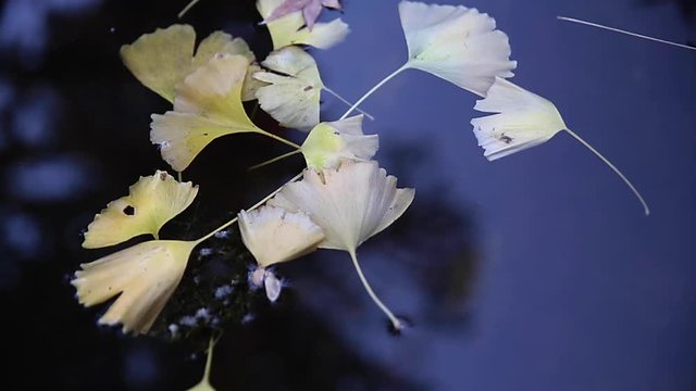Gingko leaves in pond