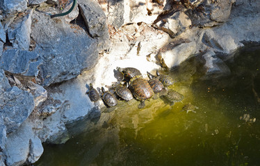A family of turtles sailed to the seashore to bask in the sun.