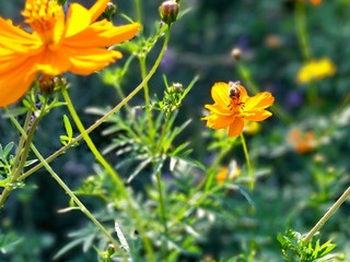 yellow flowers in the garden