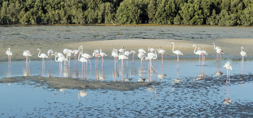 Caribbean pink flamingo at Ras al Khor Wildlife Sanctuary, a wetland reserve in Dubai, United Arab Emirates,