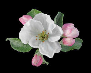 Fototapeta na wymiar Beautiful white flower isolated on a black background