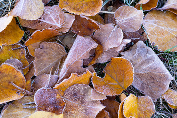 Many frozen leafs at the forest ground end of autumn starting of winter