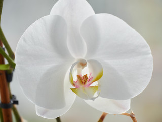 the flowers